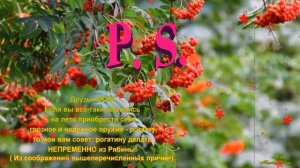 Ой, рябина - рябинушка!