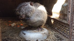 Добавки в кашу для НУТРИЙ. Черныш осмелел. 10.03.25