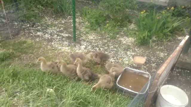 гусь 05 смотреть онлайн