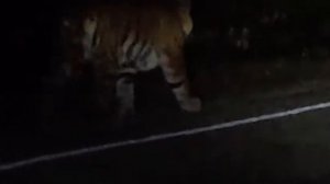 ТИГР ПОШЁЛ В АТАКУ