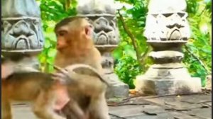 Лучше всего истерики у макашáт снимают ее адресаты - мама и...   1000041451.mp4