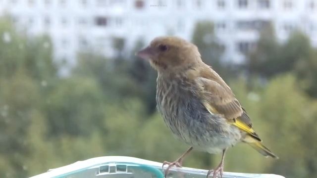 Birds 2023-08-29 смотреть онлайн