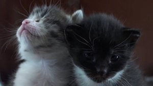 Давай допрыгаем до Черепово!🐱