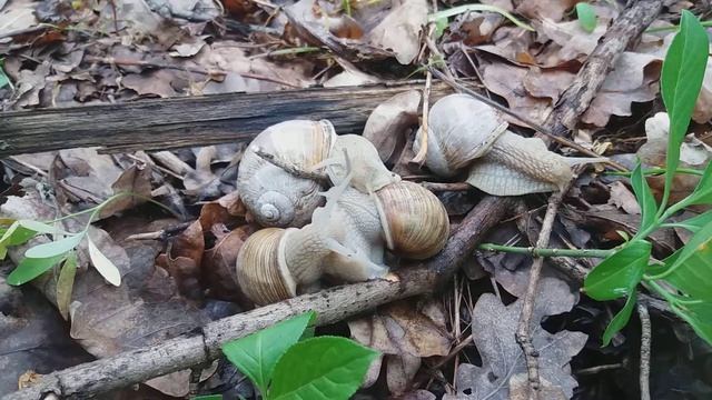 Лісові пригоди... смотреть онлайн