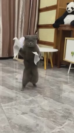 Смех над Котэ