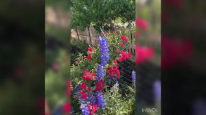 24-03-2025 Клематисы