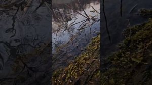 Лес. Река Сейм. Чёрный аист