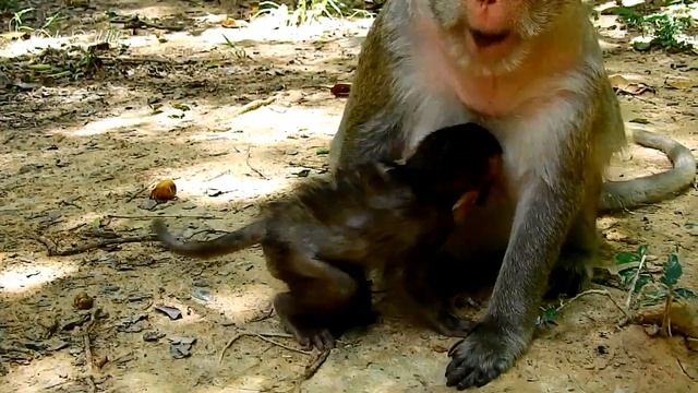 Breathtaking & incredible love & sweet hug of Ava monkey / Lizza rushes to Ava for warm hug & love смотреть онлайн