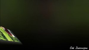 А.Круг-Твой каприз. Видео от Элеоноры