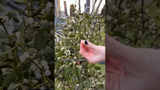 РАСТЕНИЕ-ПАРАЗИТ / удивительные гнезда на деревьях растут прямо на них
