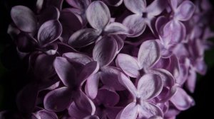 Делаю макро фото на объектив Гелиос 44-3