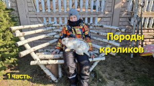 Породы кроликов. 1 часть.