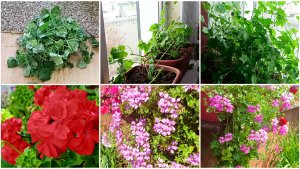 Плющелистные пеларгонии в середине марта. Делаю обрезку.