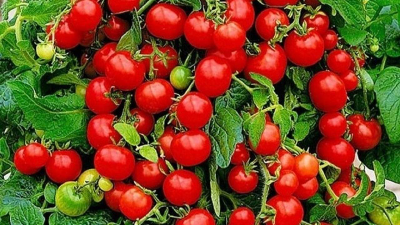 Балконное чудо, помидоры круглый год у Вас на подоконнике