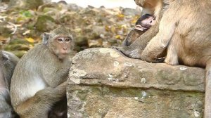 Screaming Mia Baby Monkey Got Dee Dee Drag | Maria Caring Baby | Baby Monkeys Post
