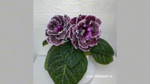 САТ-Черноморская Жемчужина 🎀💙🎀