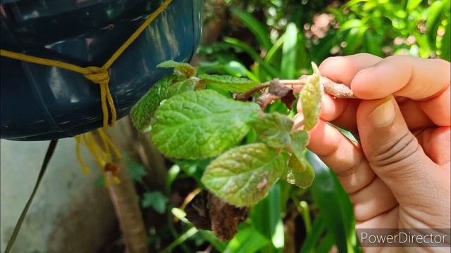 Episcia plant | episcia plant care tamil | easy growing hanging plants | beautiful indoor plants
