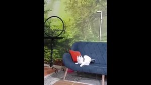 Коты и птицы (uu)