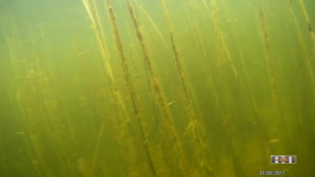 ТРОФЕЙНЫЙ САЗАН смотреть онлайн