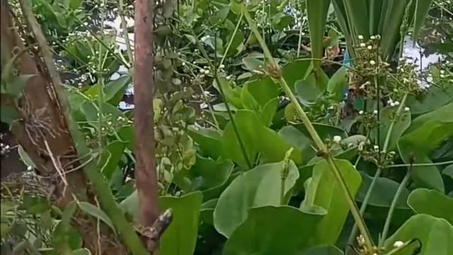 Water Cardboard Plant (part 2) 🍃//Countryside Plantito🌱 смотреть онлайн