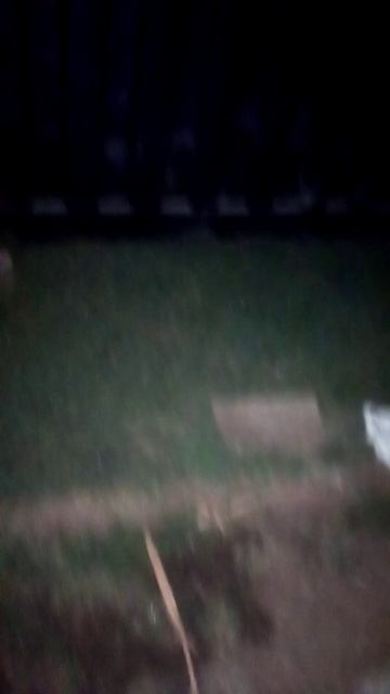 African Snakes. смотреть онлайн