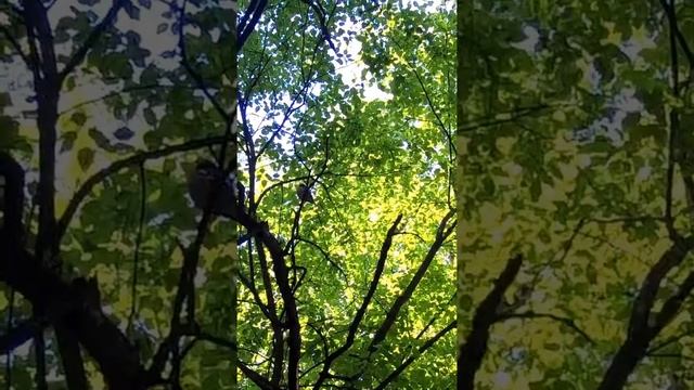 Пение зяблика. Эти трели вызывают восторг смотреть онлайн