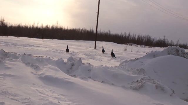 Глухари смотреть онлайн