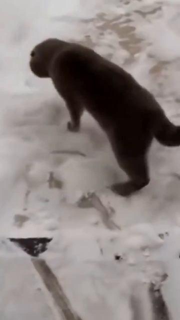 Как ходят гуляют кошки)Смех до слез)Лучший прикол с кошками)How cats walk)Laughing to tears)#Shorts
