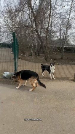 Весна пришла и с ней болячки принесла.Мухтар захворал