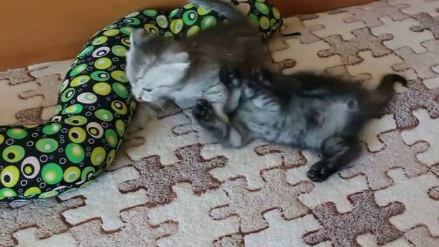 котята захватят мир смотреть онлайн