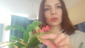 Что делать с декабристом после цветения?