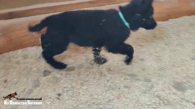 ПИРАТ ИЗ ПОМЕСТЬЯ БОГОВИК (2,5 мес) черный щенок немецкой овчарки смотреть онлайн