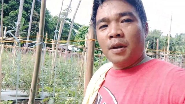 Tomato Farming