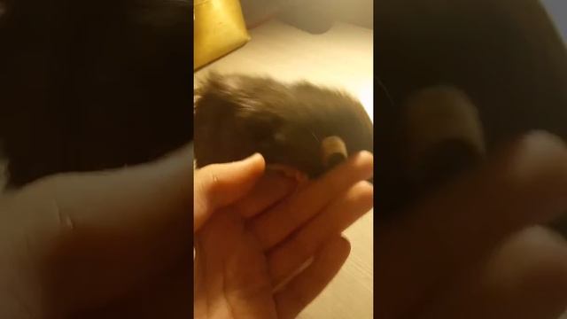Первое видео | Знакомство с крысой