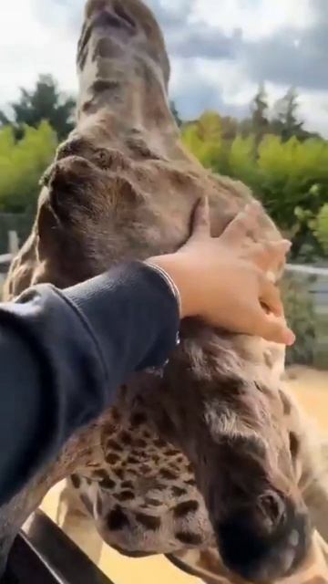 Природа жирафа! 🦒🌿☀️ #Жираф #Природа #Африка #Животные