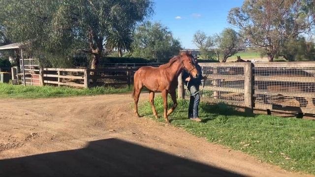 Rubick X Lady Provocateur Filly At Eureka Stud (30th September 2022)
