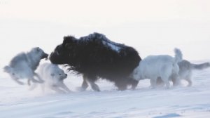 Арктические волки – призраки ледяной пустыни. Главные хищники и эксперты по выживанию!