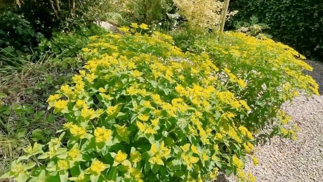 Wonderful English Garden Tour May 2023 East Ruston Old Vicarage смотреть онлайн