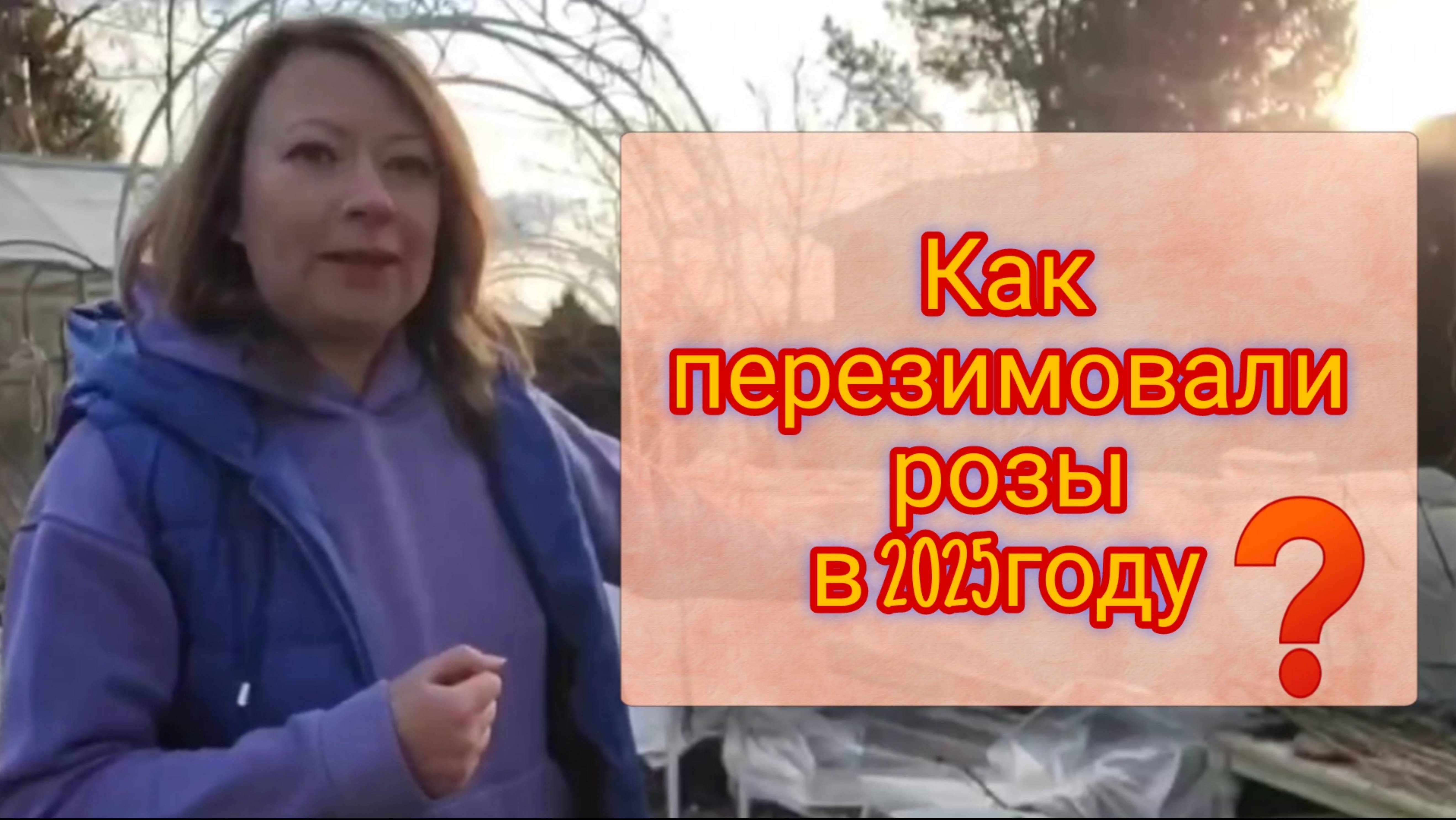КАК ПЕРЕЗИМОВАЛИ РОЗЫ В 2025г