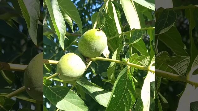 Грецкий орех.Песковатка Казачья.г.Усмань.Липецк.обл смотреть онлайн