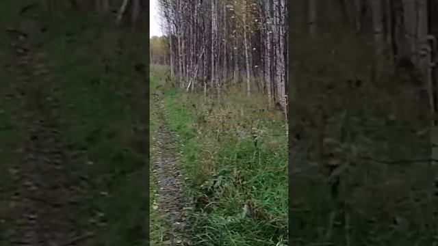 Поиск чермета. Новое место! Разведка. Устоновка силков на рябчика. смотреть онлайн