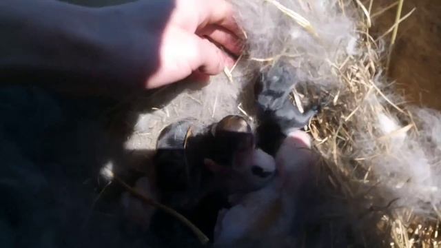 Осмотр гнезда!!! Самые красивые крольчата в мире! смотреть онлайн