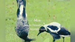 Смешная птица перевёртыш