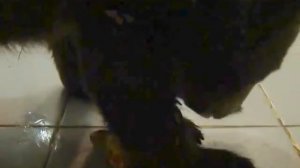 Сенечка сегодня впервые съела самостоятельно целую грушу)