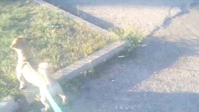 Славянск 24 июня Лысый на прогулке смотреть онлайн