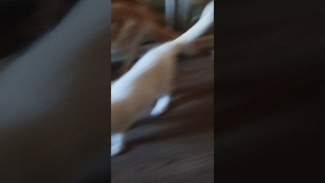 котята Мейн-кун