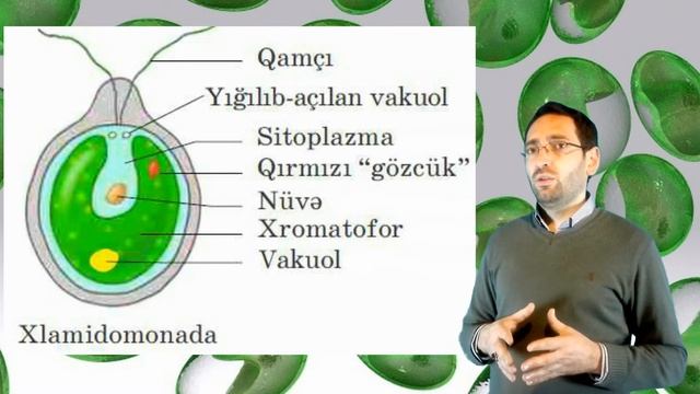 Biologiya dersi 30. Bir huceyreli yosunlar смотреть онлайн