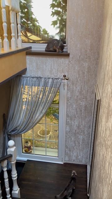 Абиссинская котосемья которевность