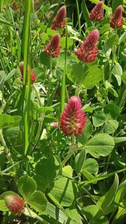 Koniczyna krwistoczerwona (Trifolium incarnatum).