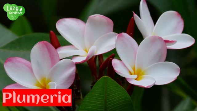 Top 15 Flowering Plants that love Rainy season | Monsoon plants | Lazy Gardener